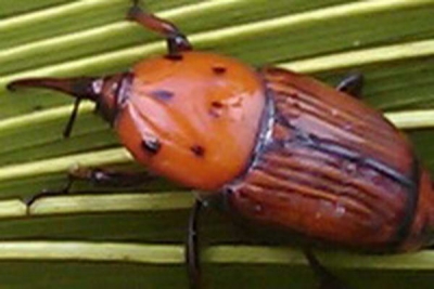 Red Palm Weevil